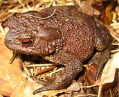 Описание: Common Toad (Bufo bufo).jpg